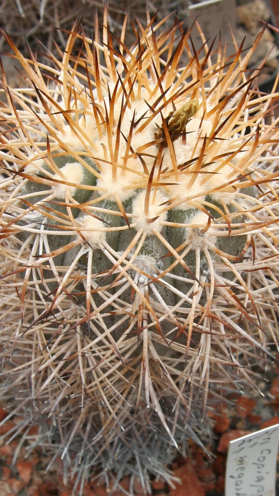 Copiapoa megarhiza