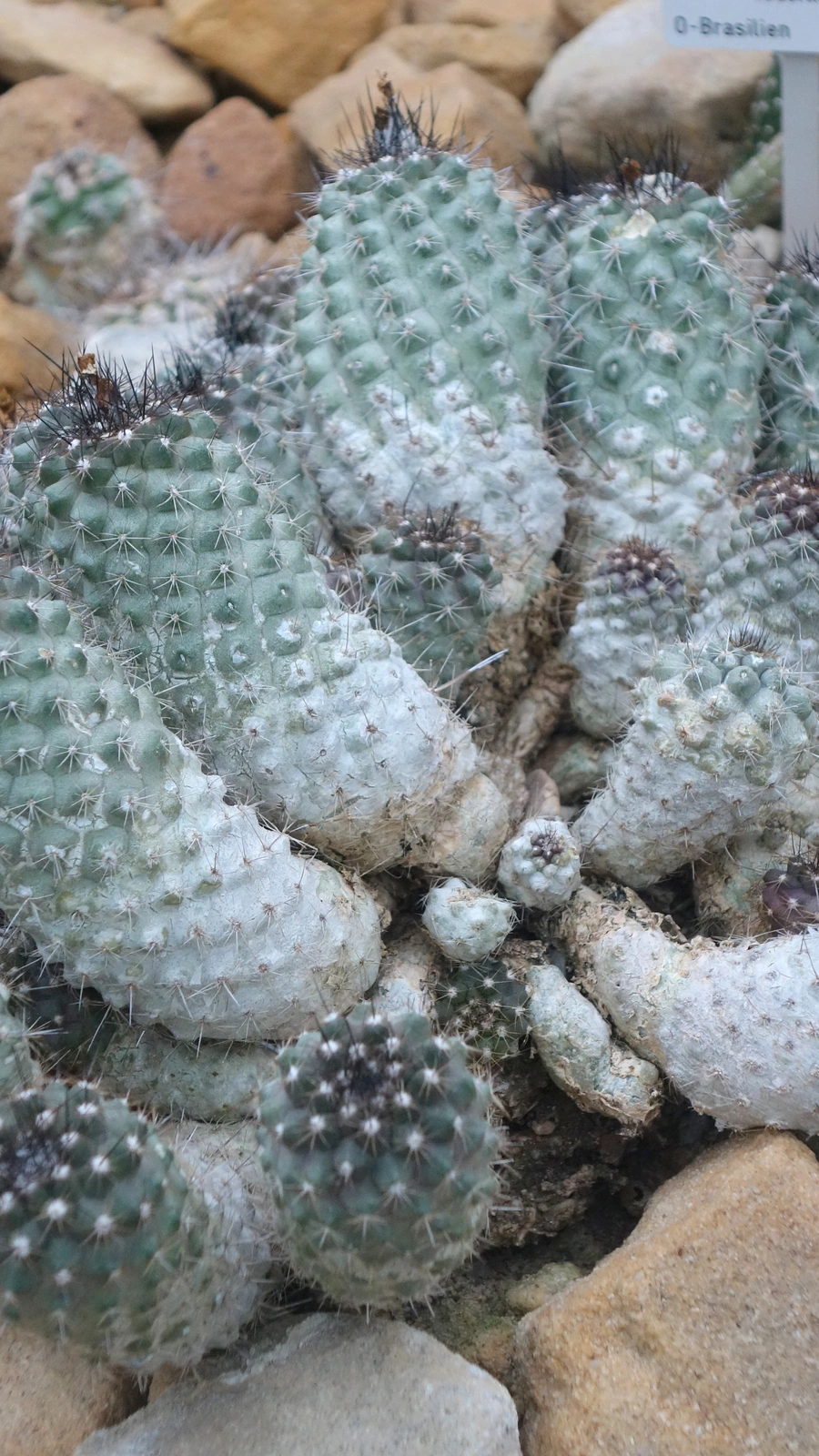 Copiapoa megarhiza