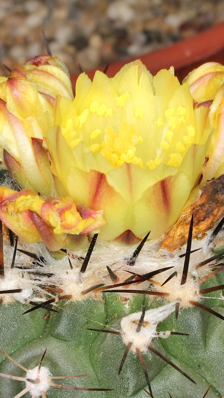 Copiapoa mollicula