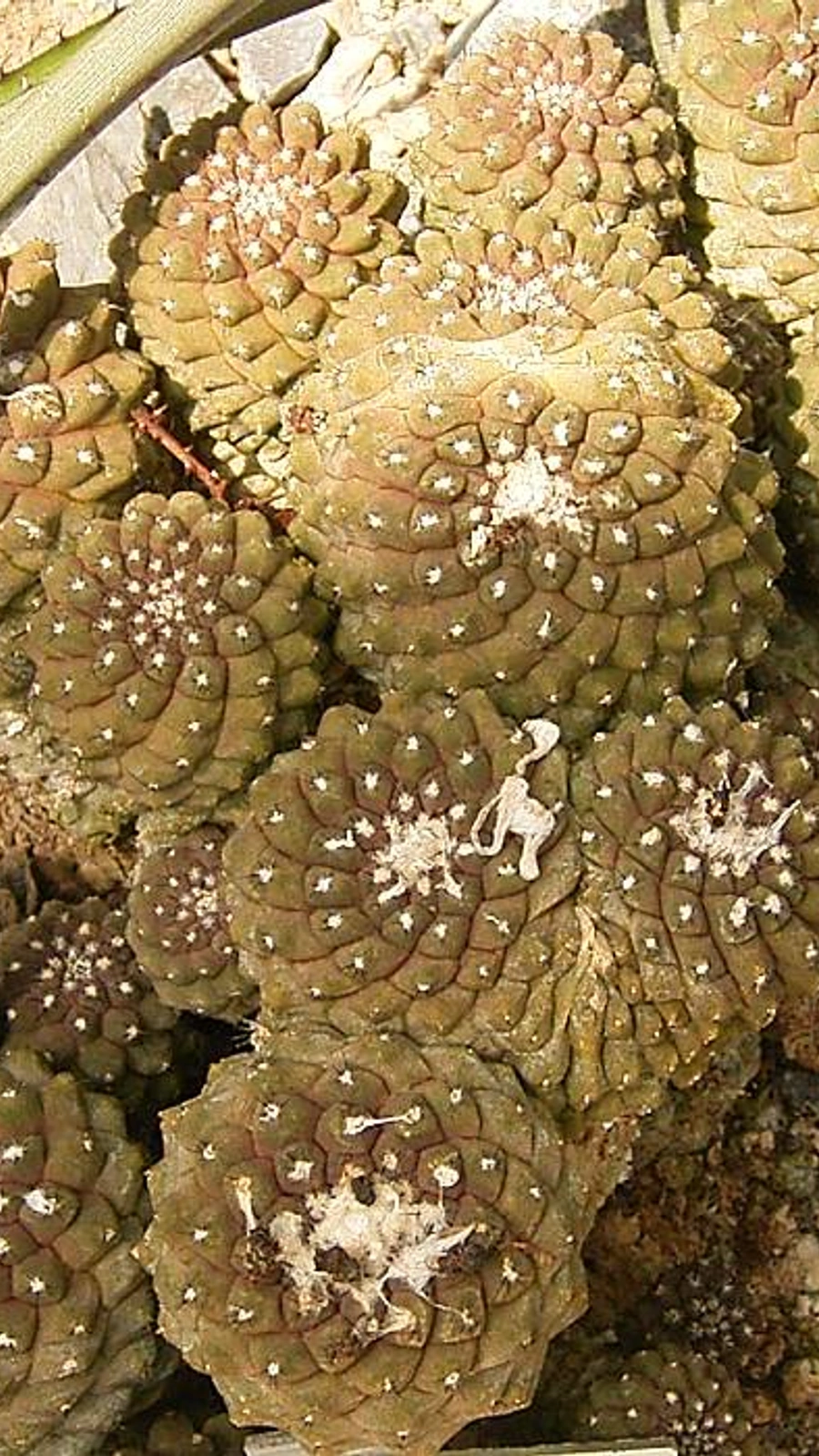 Copiapoa mollicula