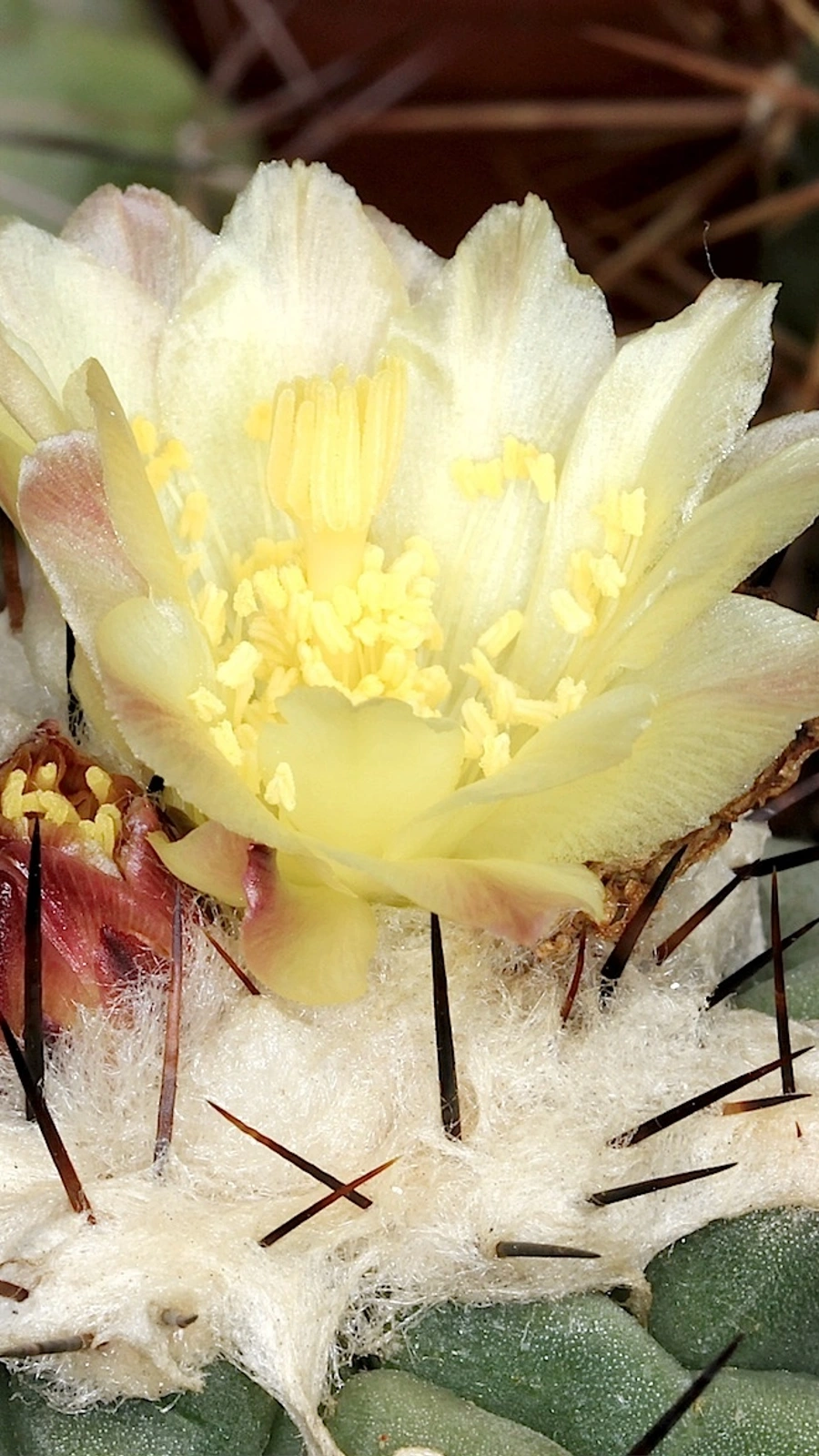 Copiapoa montana