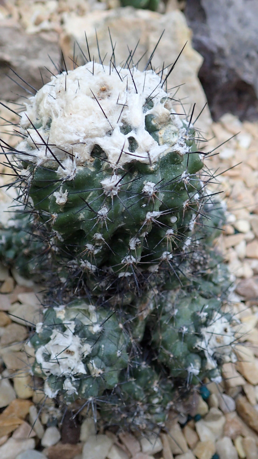 Copiapoa montana