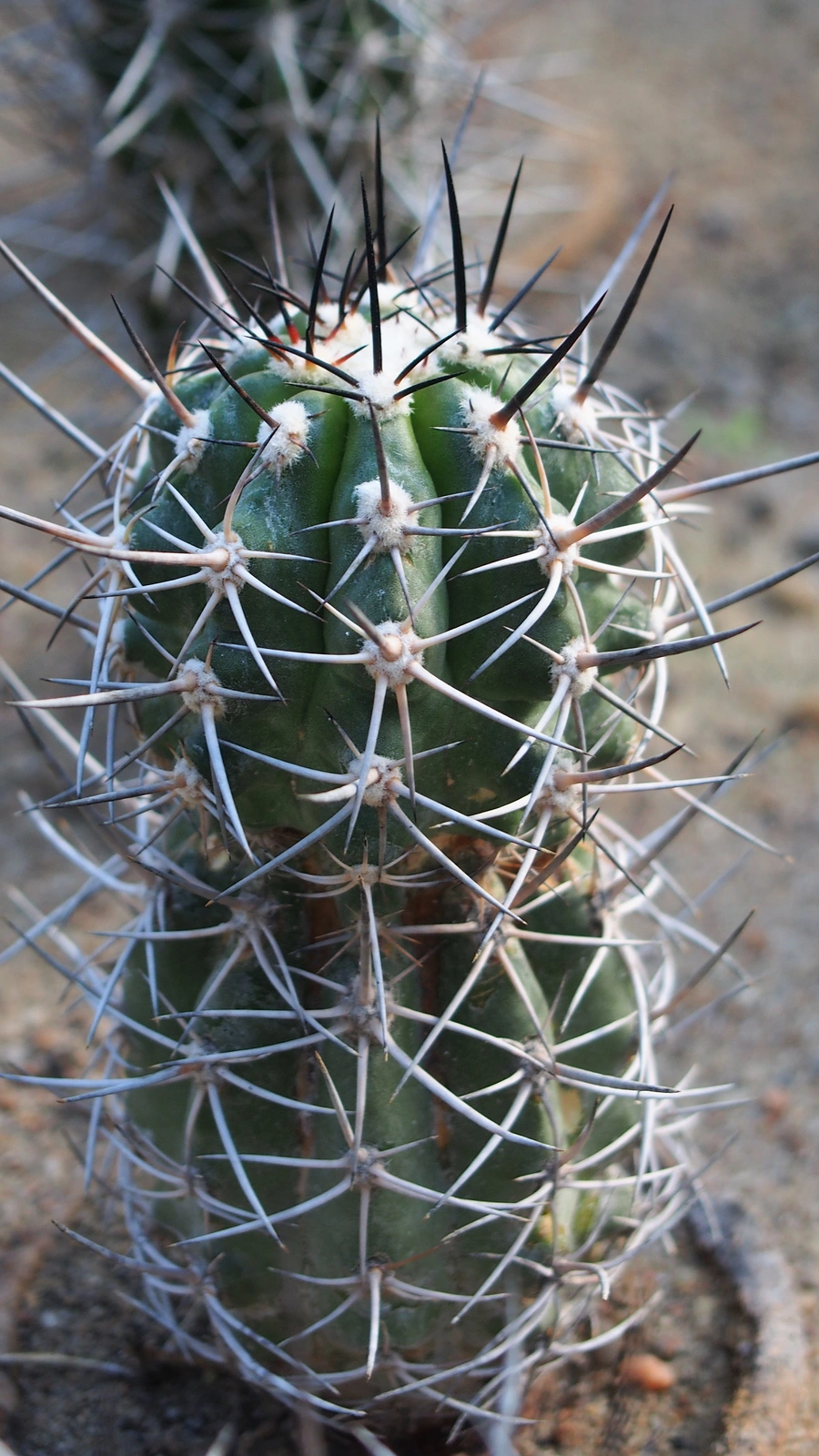 Copiapoa pendulina