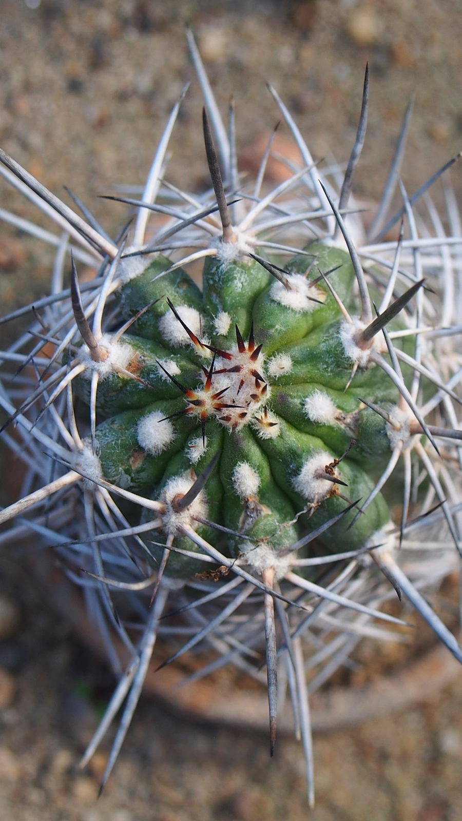 Copiapoa pendulina