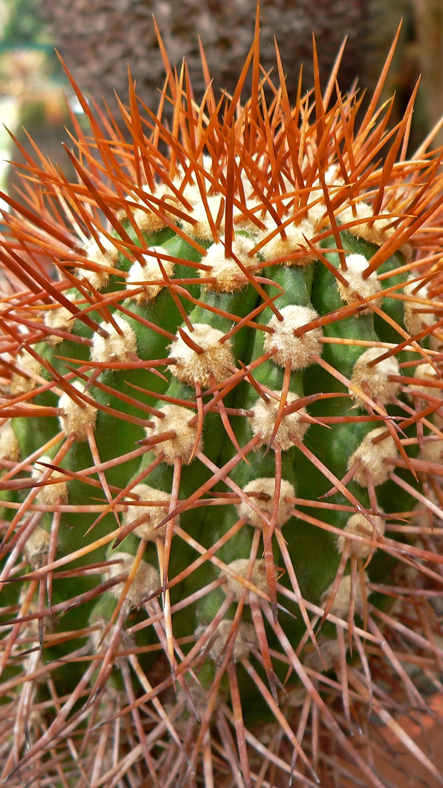 Copiapoa taltalensis