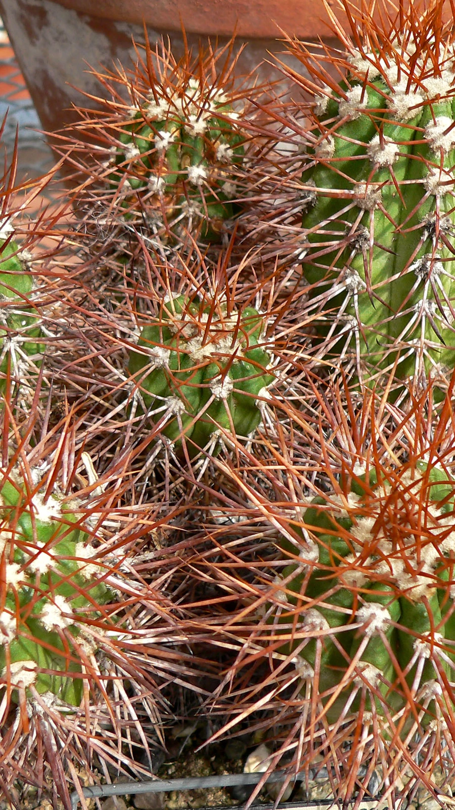 Copiapoa taltalensis