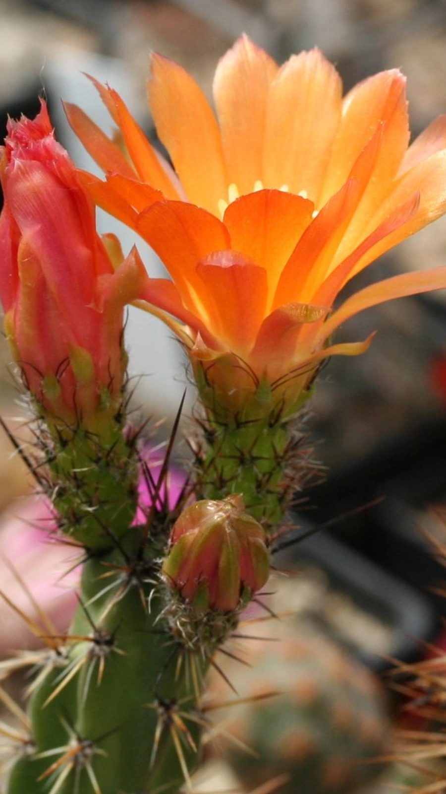 Corryocactus apiciflorus