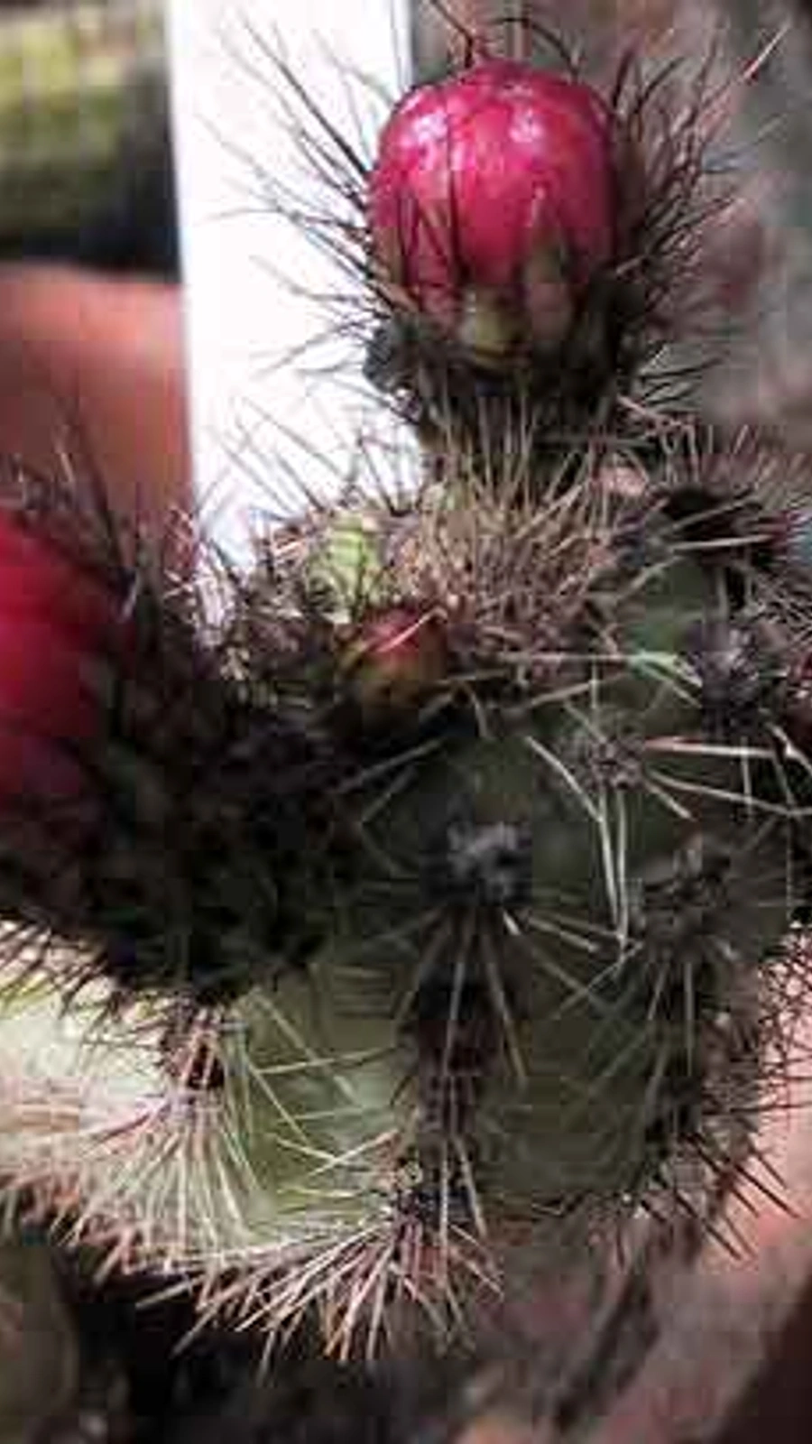 Corryocactus apiciflorus