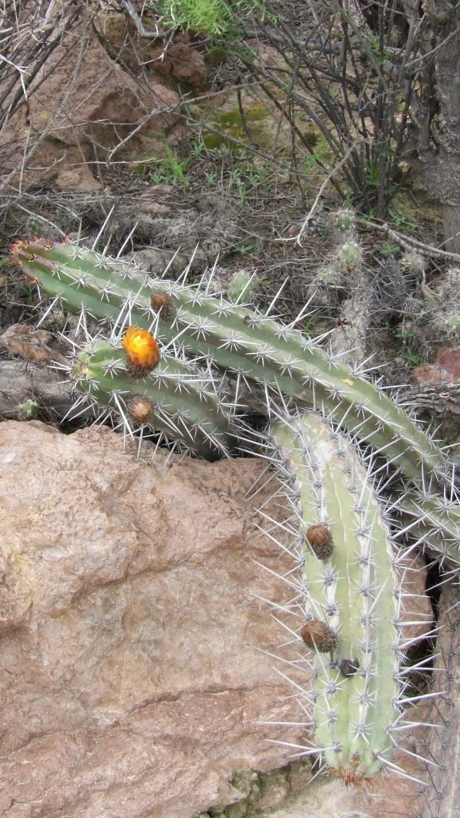 Corryocactus aureus