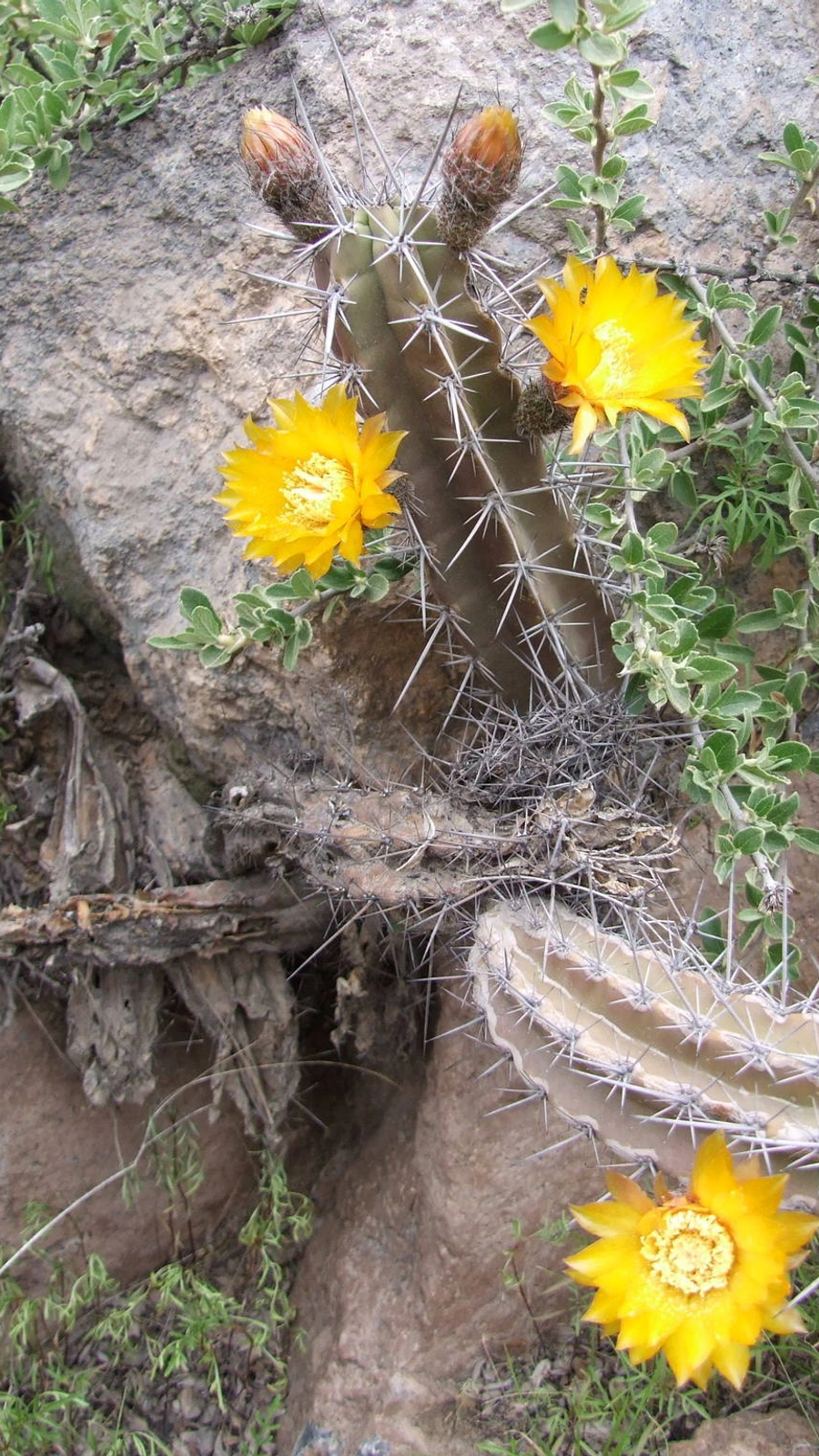 Corryocactus aureus