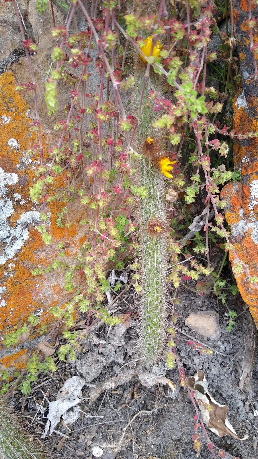 Corryocactus chachapoyensis