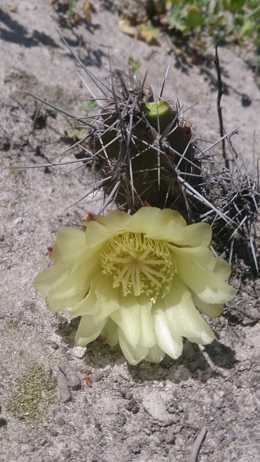Corryocactus dillonii
