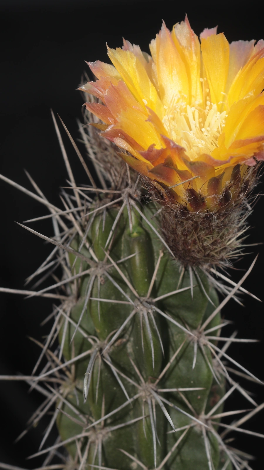 Corryocactus dillonii