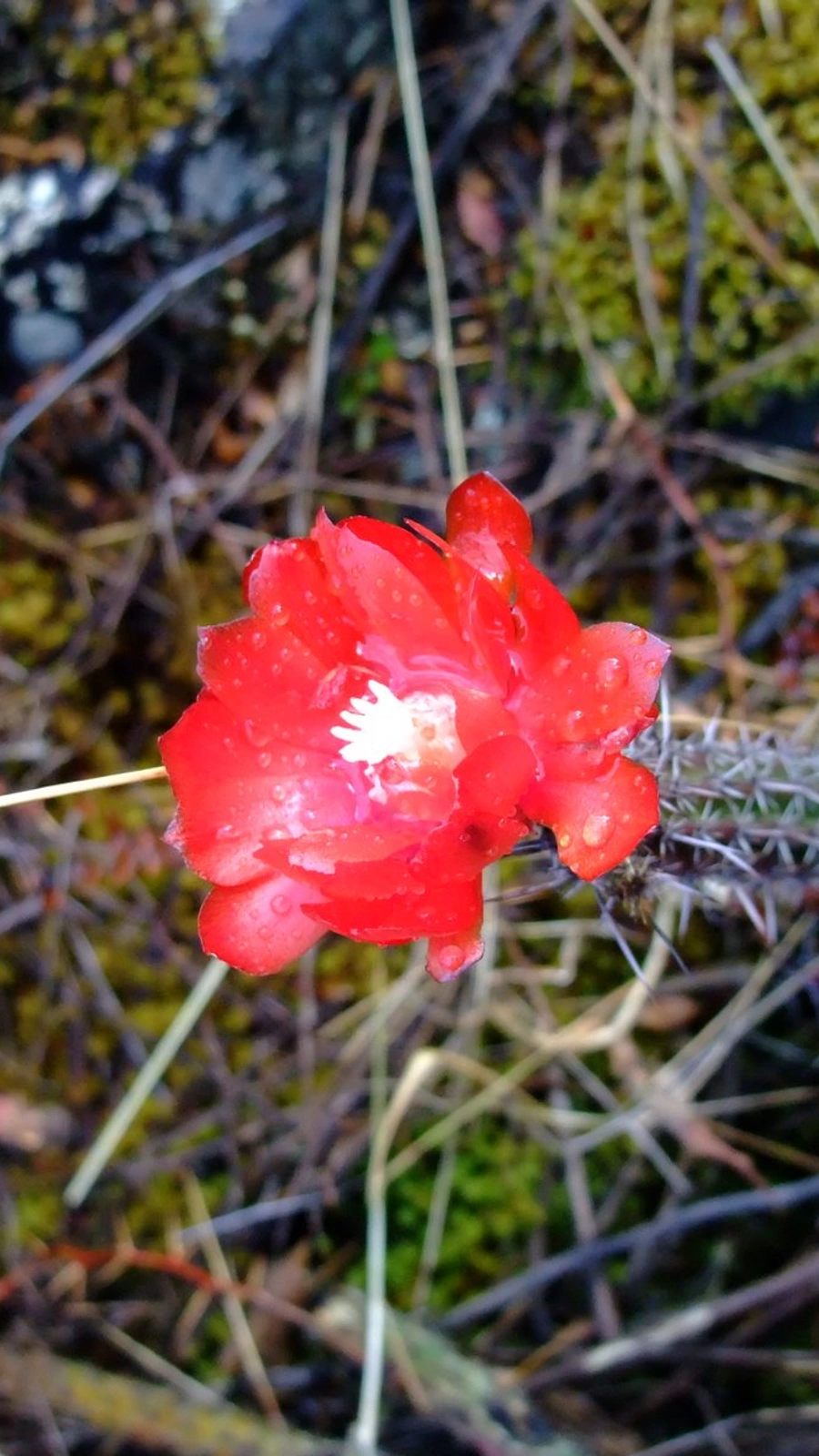 Corryocactus erectus