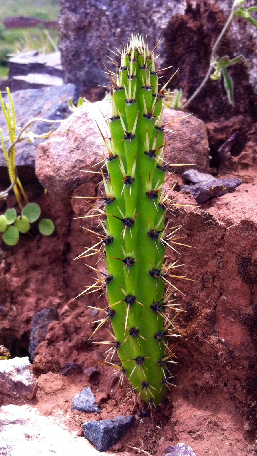 Corryocactus erectus