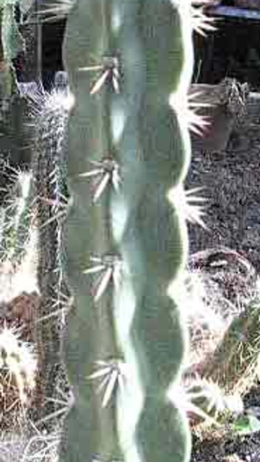 Corryocactus quadrangularis