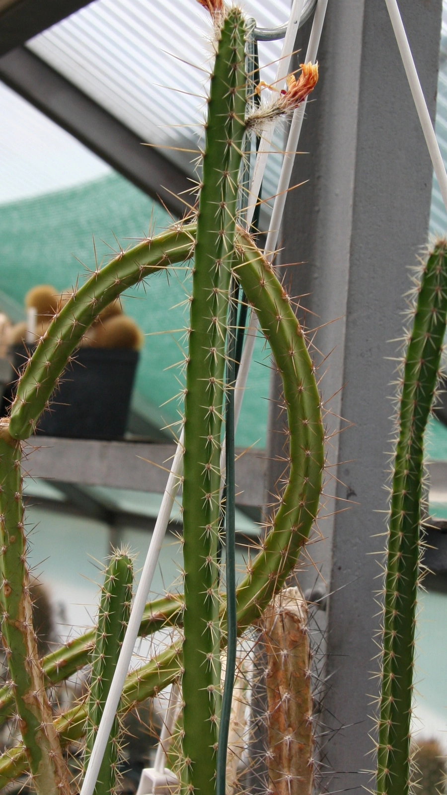 Corryocactus serpens
