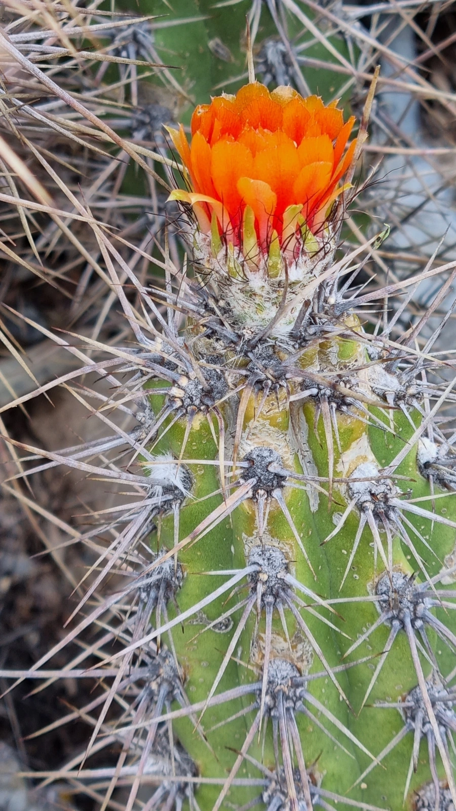 Corryocactus tarijensis