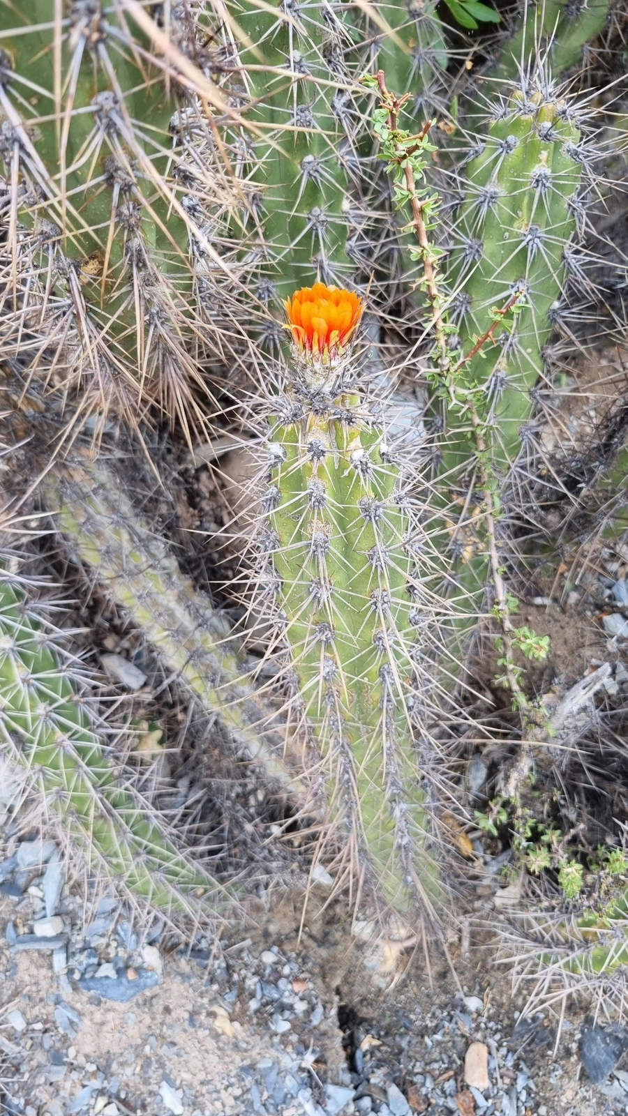 Corryocactus tarijensis