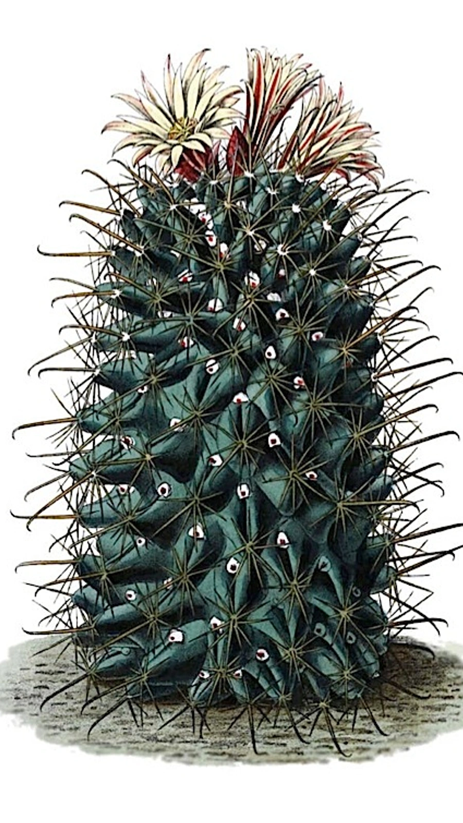 Coryphantha clavata