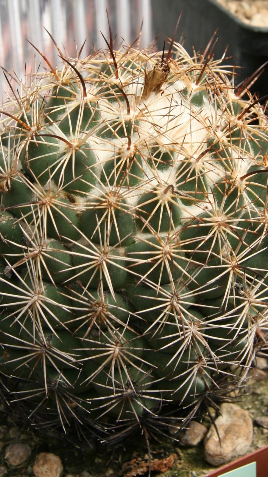 Coryphantha compacta