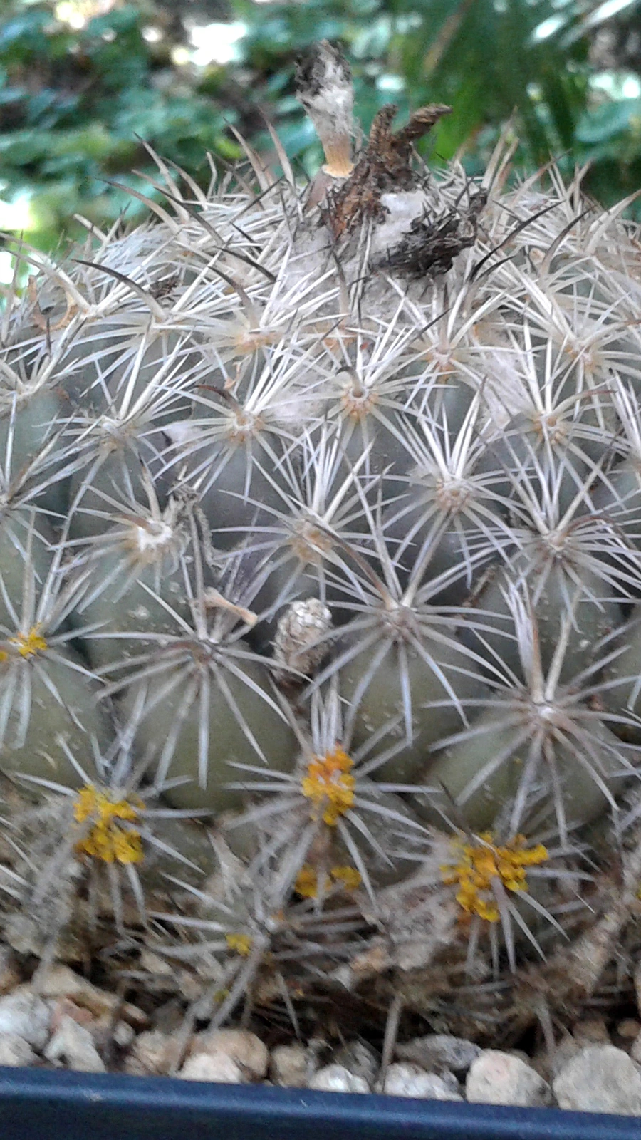 Coryphantha compacta