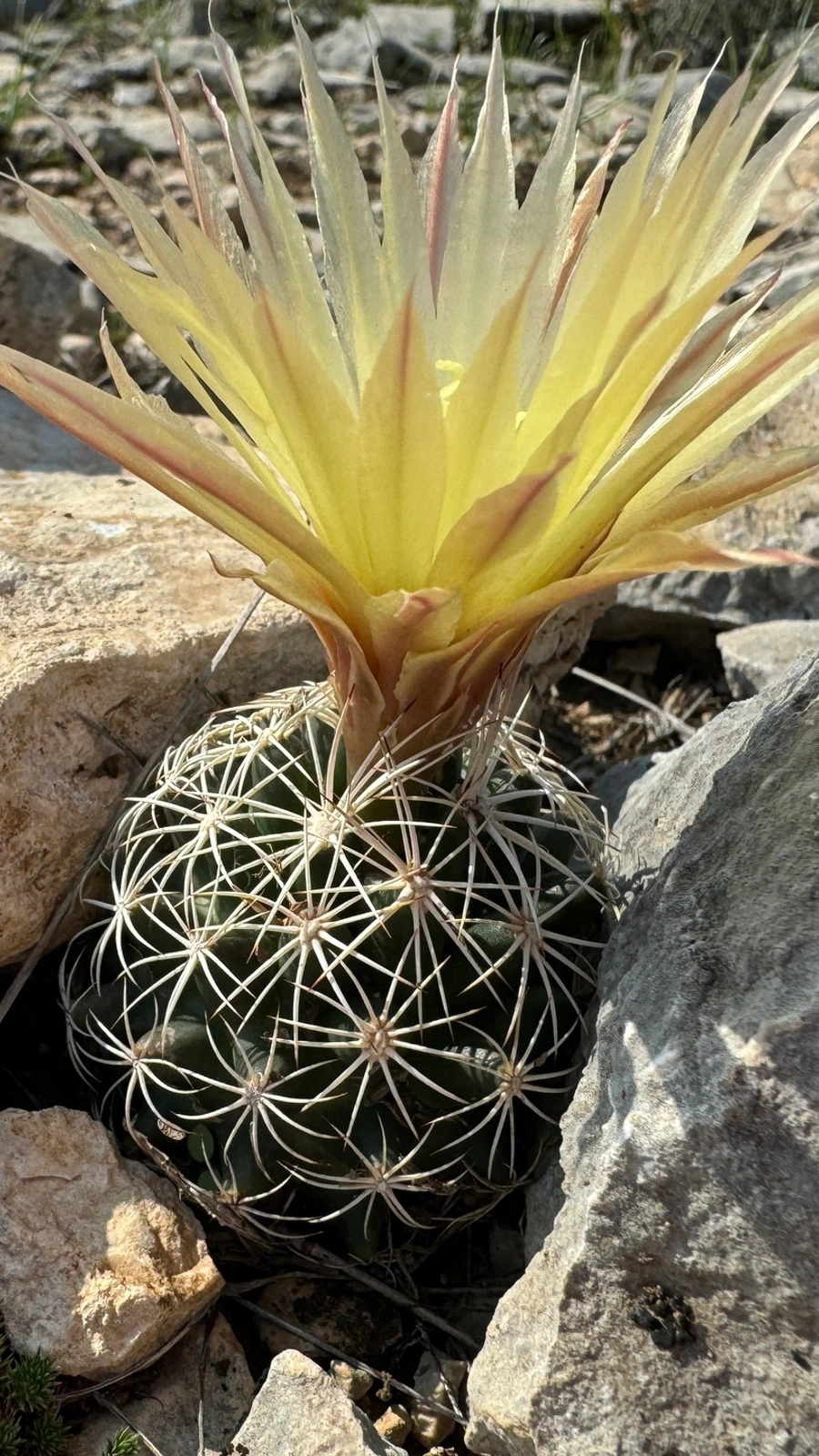 Coryphantha echinus