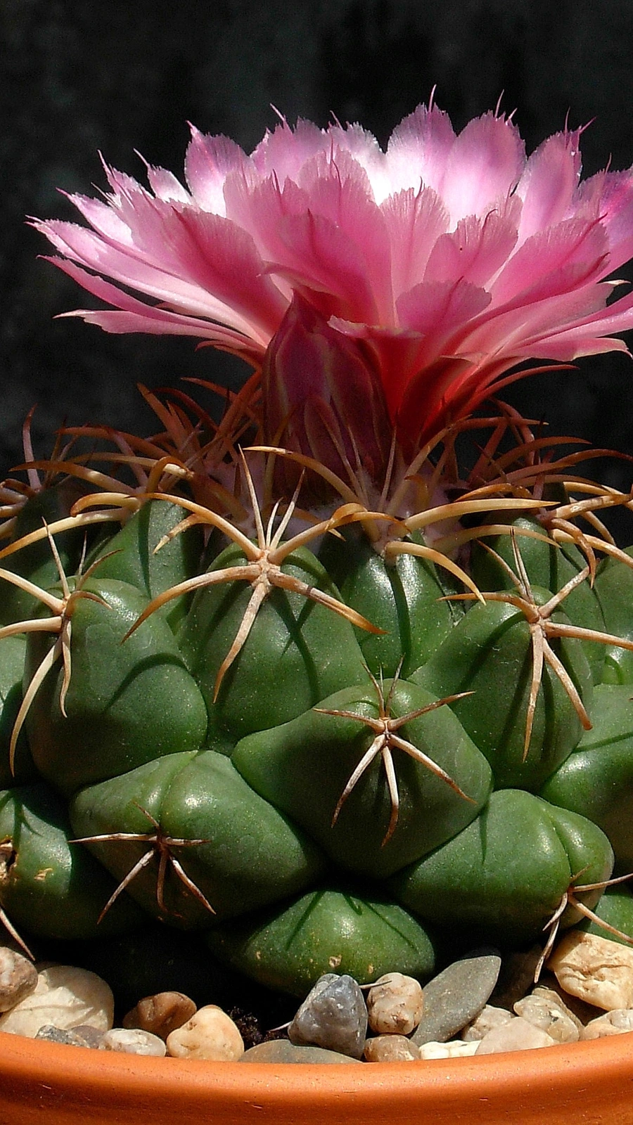 Coryphantha elephantidens