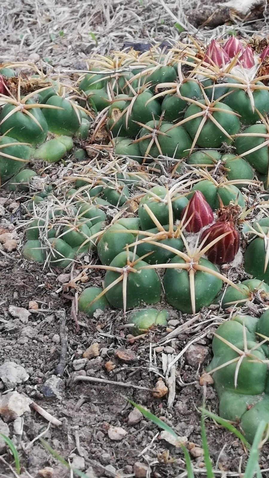 Coryphantha elephantidens