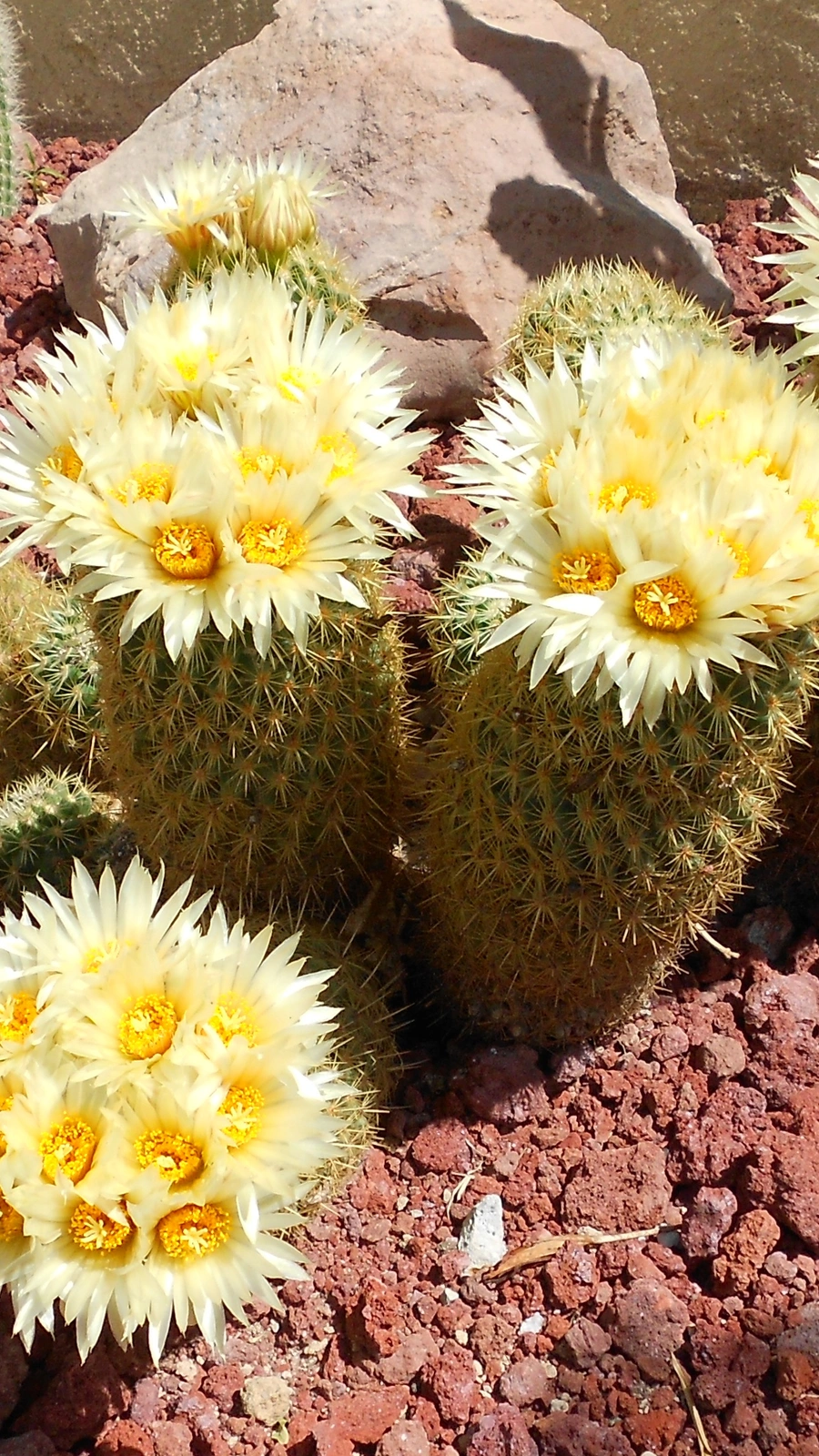 Coryphantha erecta