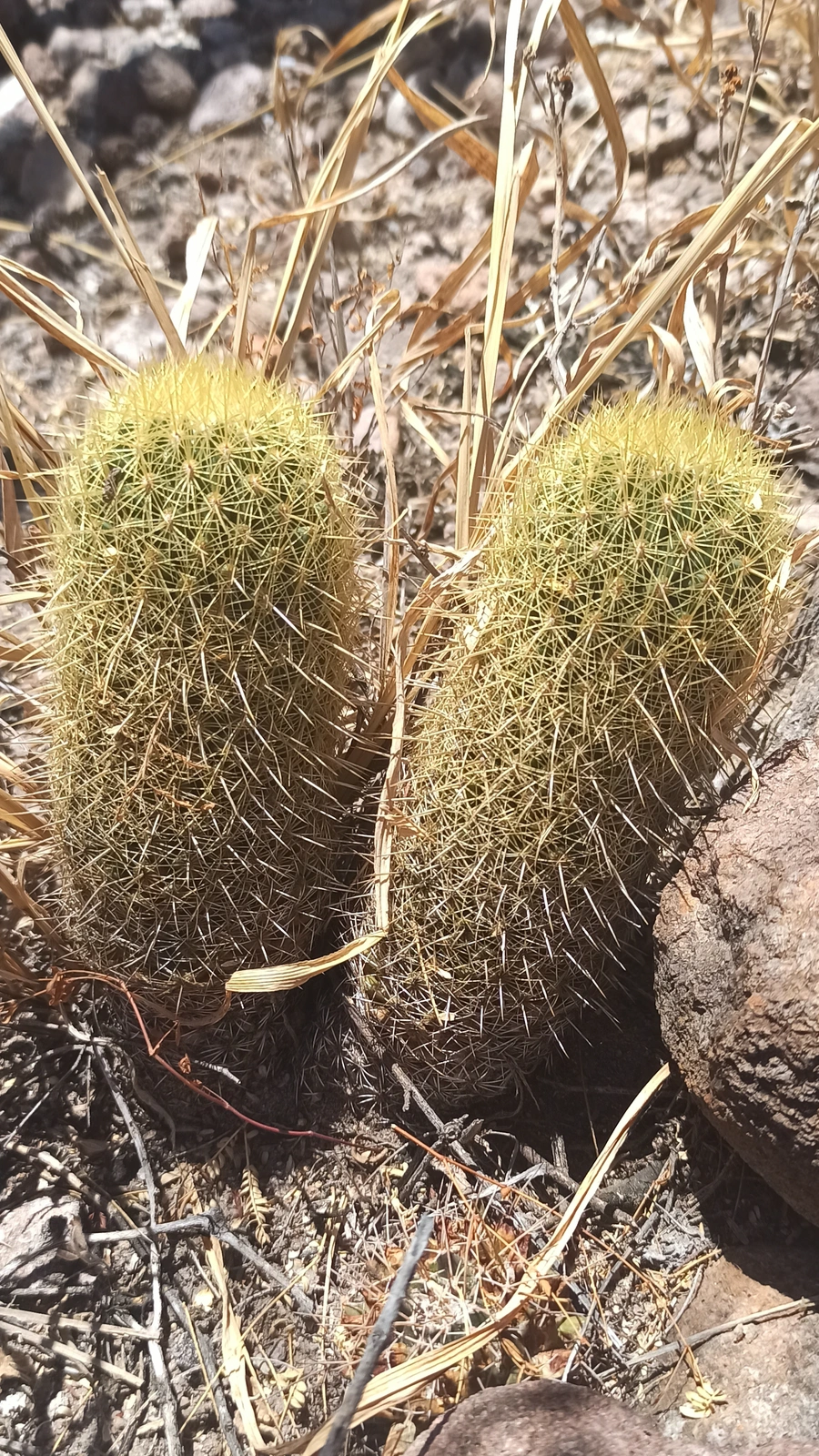 Coryphantha erecta
