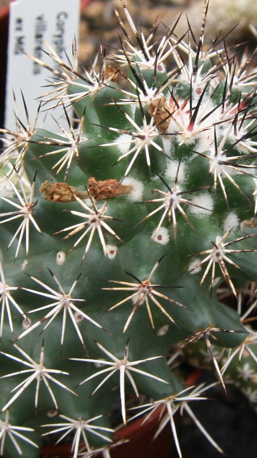 Coryphantha georgii
