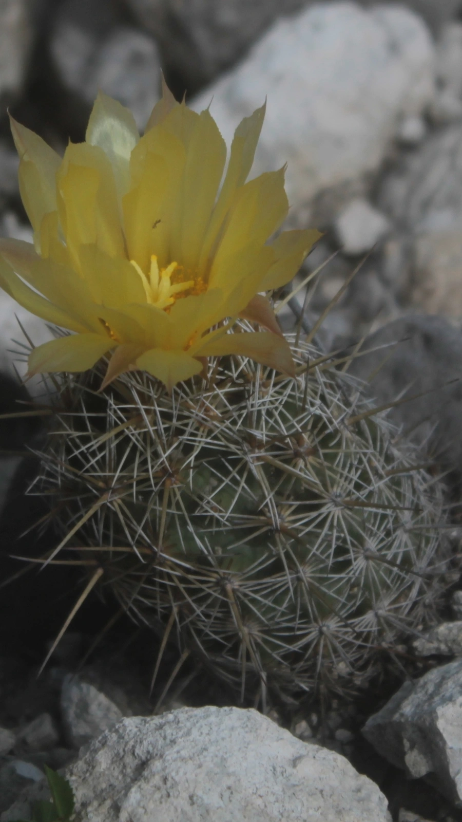 Coryphantha glanduligera