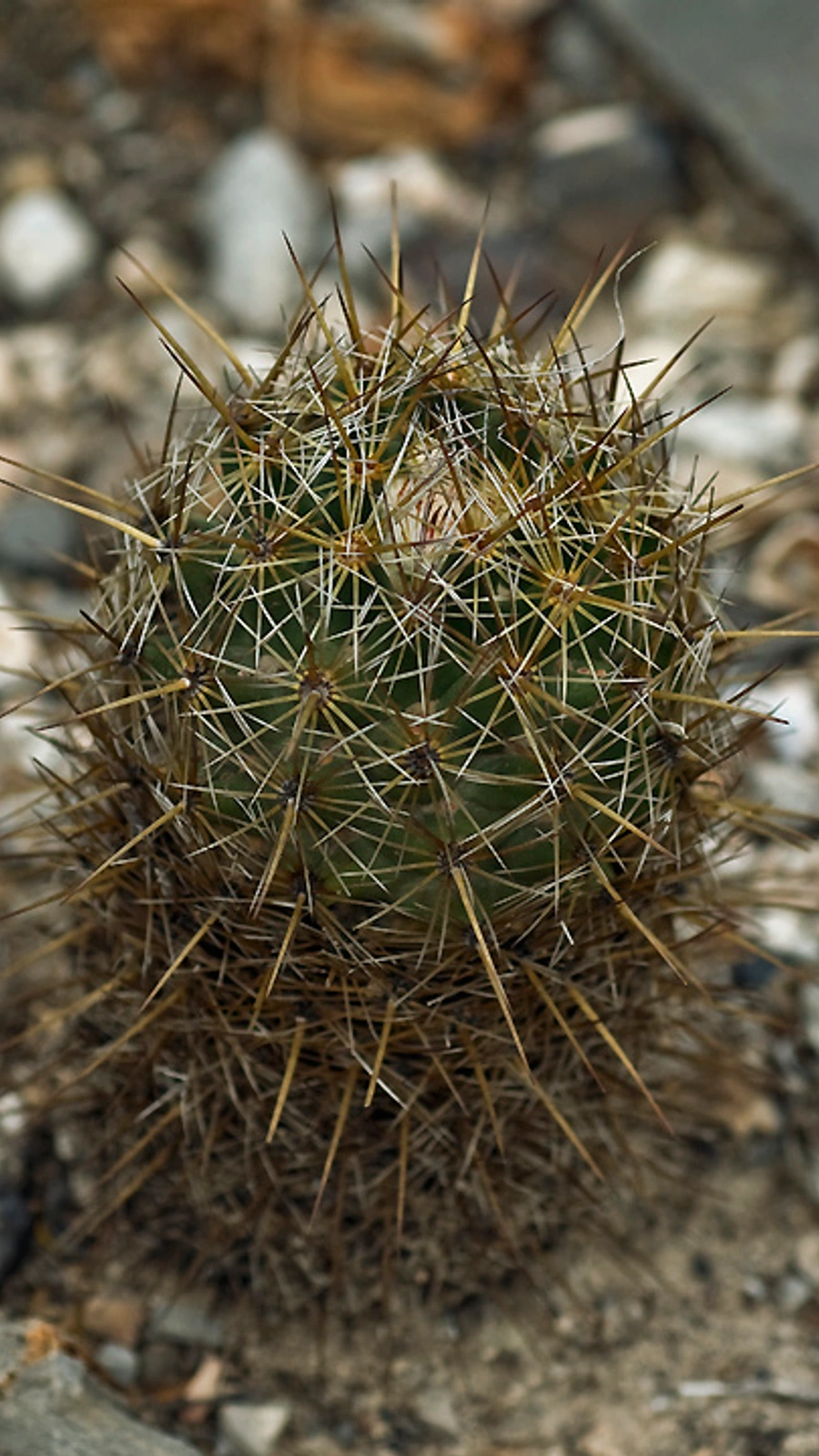 Coryphantha glanduligera