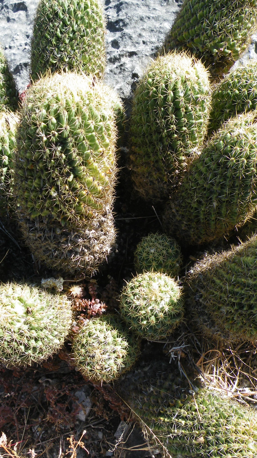 Coryphantha glassii