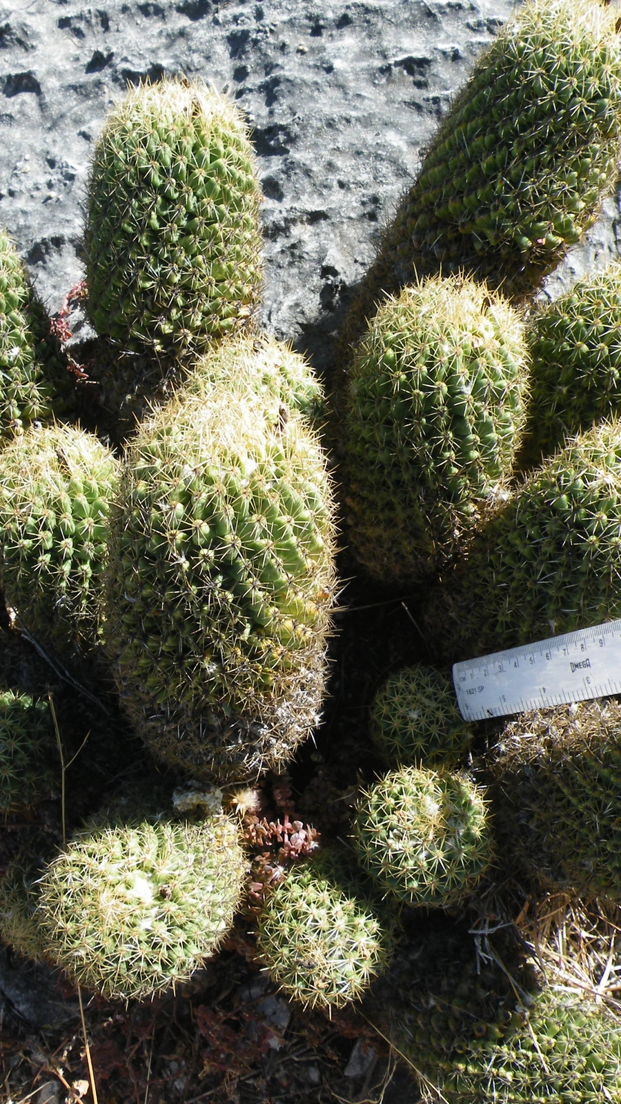 Coryphantha glassii