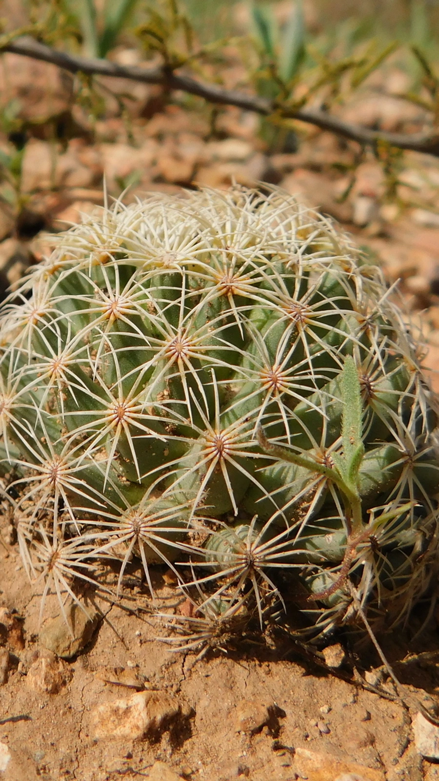 Coryphantha gracilis
