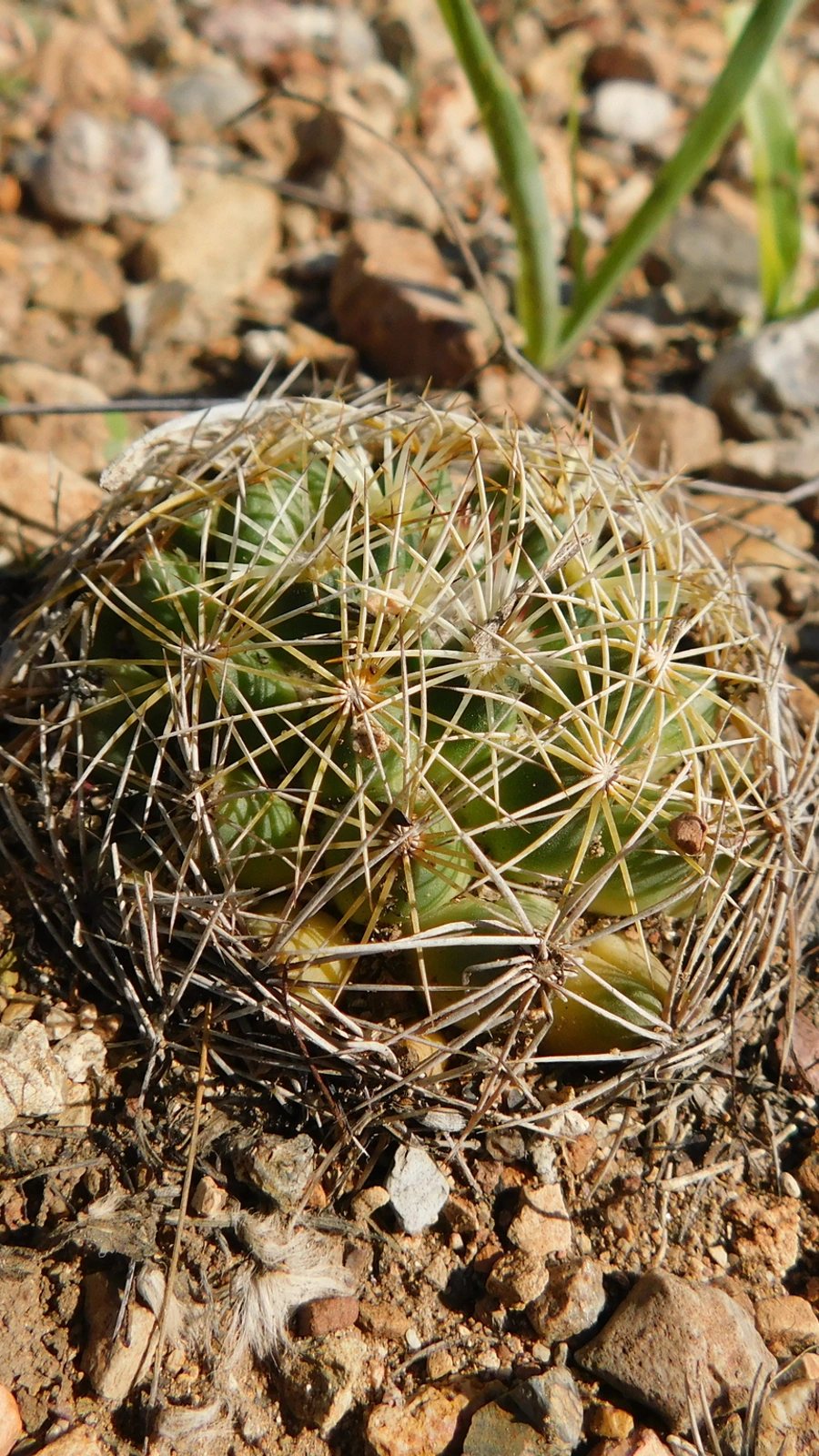 Coryphantha gracilis