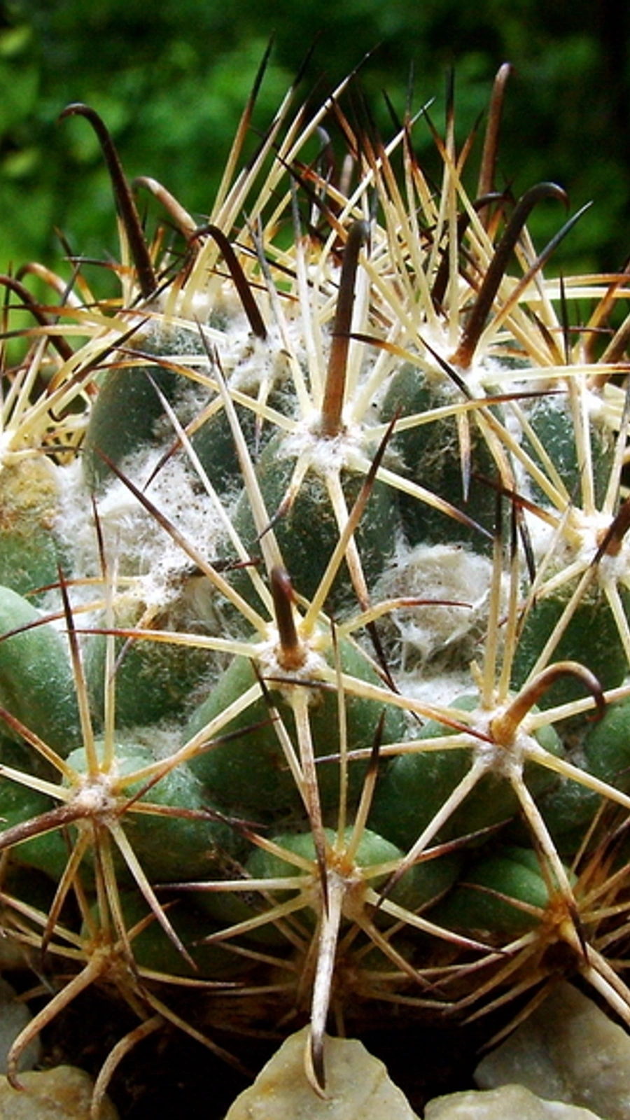 Coryphantha hintoniorum