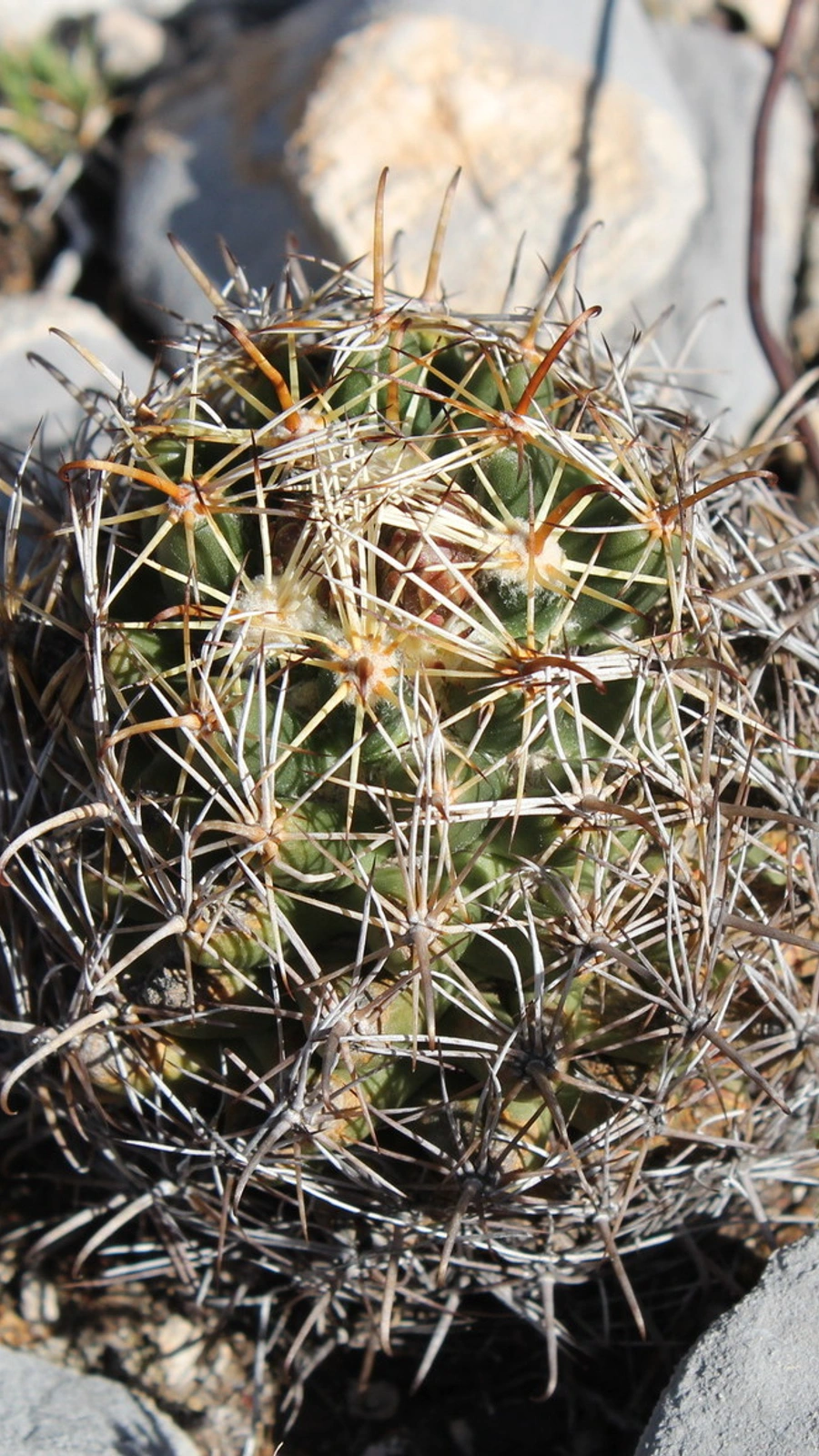 Coryphantha hintoniorum