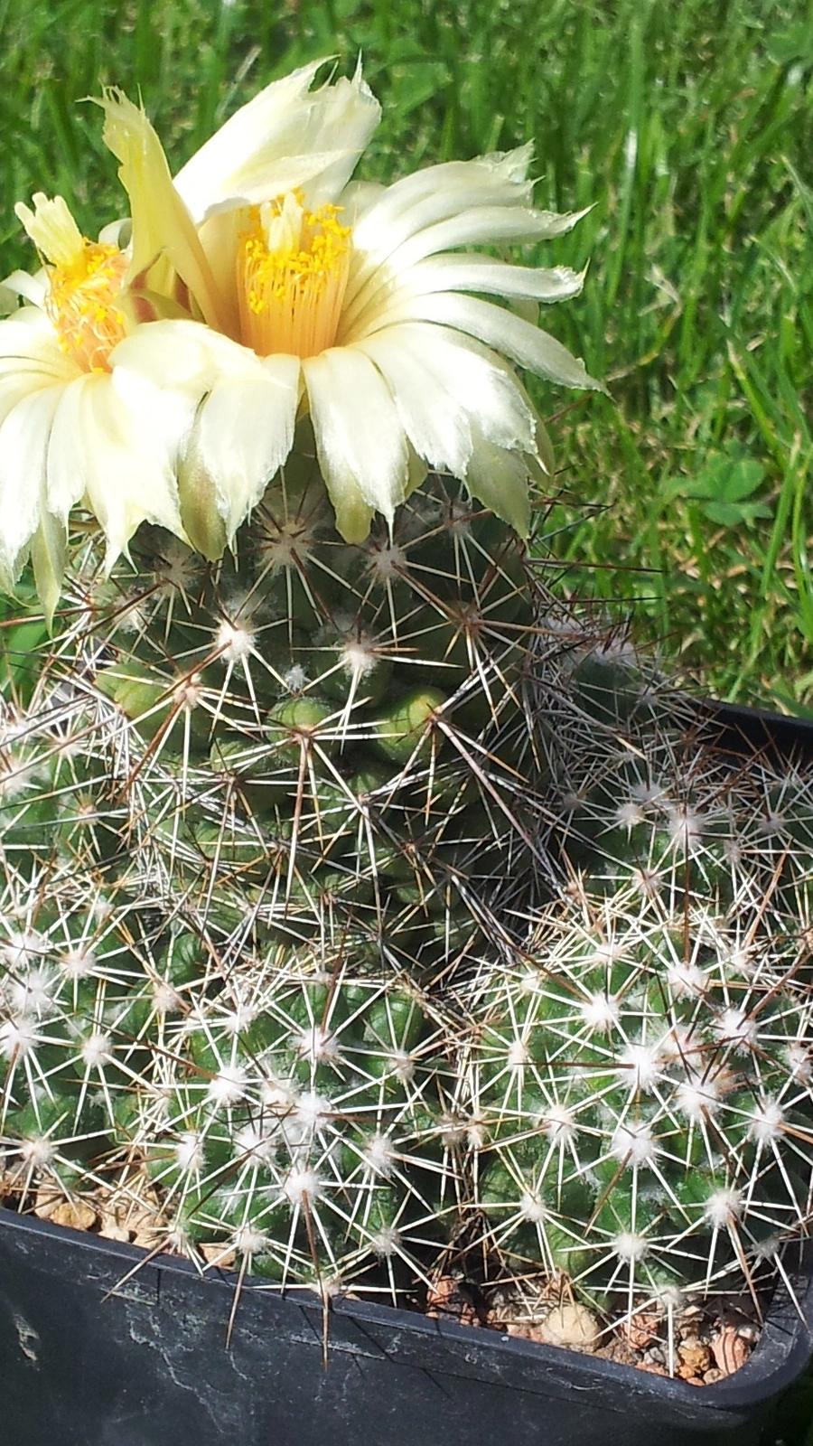 Coryphantha jalpanensis