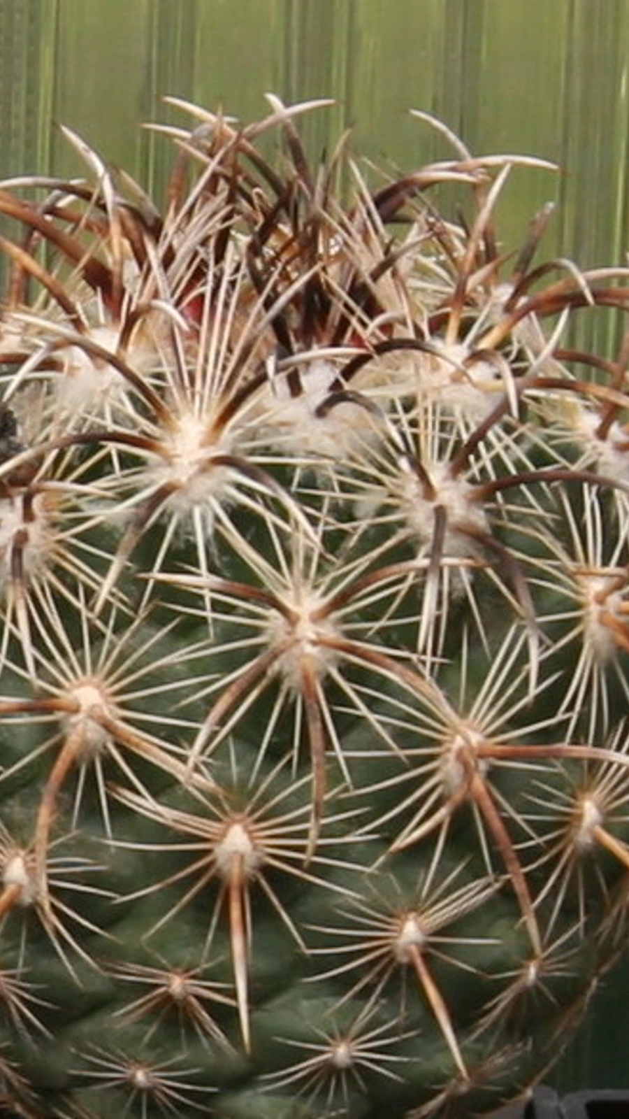 Coryphantha kracikii
