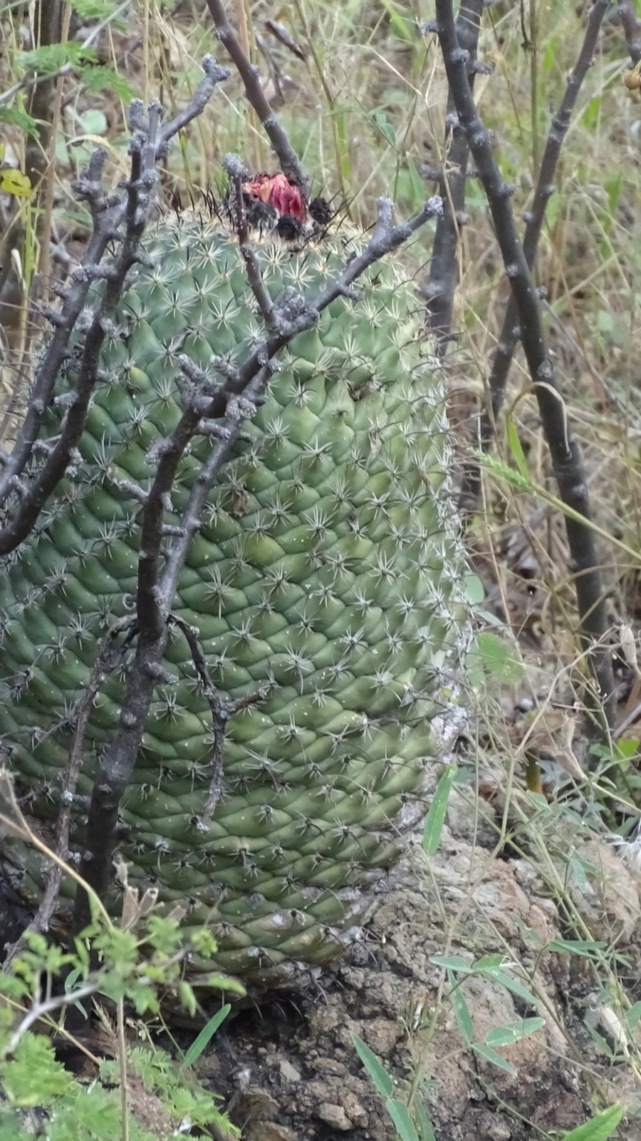 Coryphantha longicornis