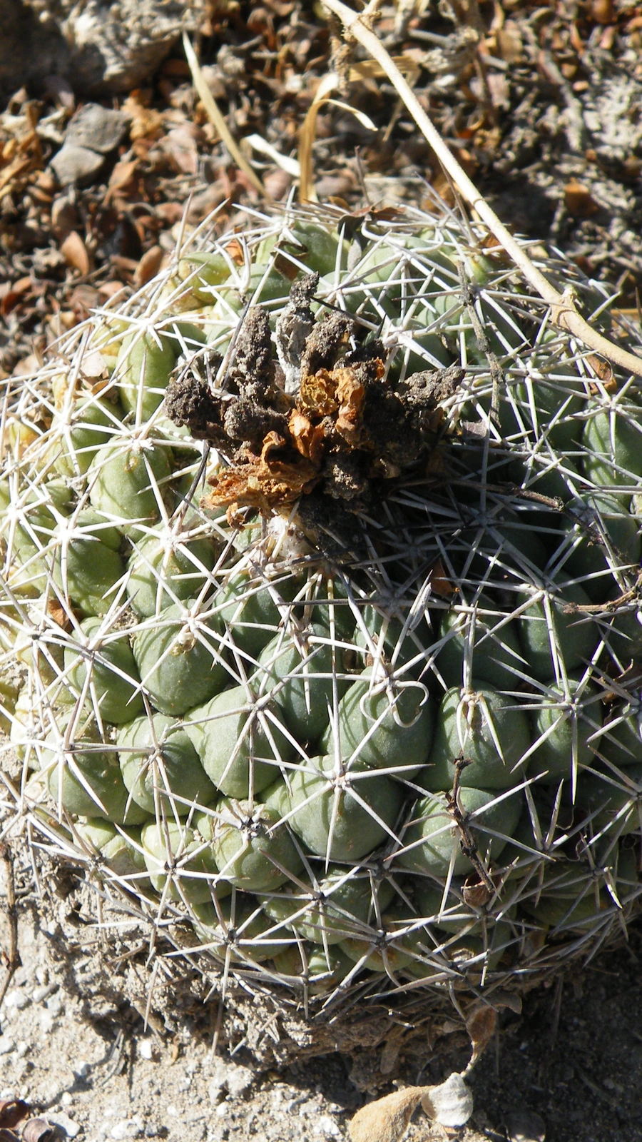 Coryphantha maiz-tablasensis