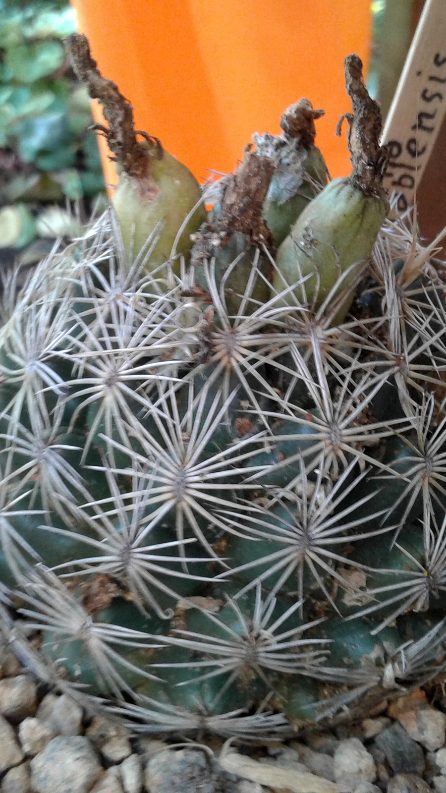 Coryphantha maiz-tablasensis