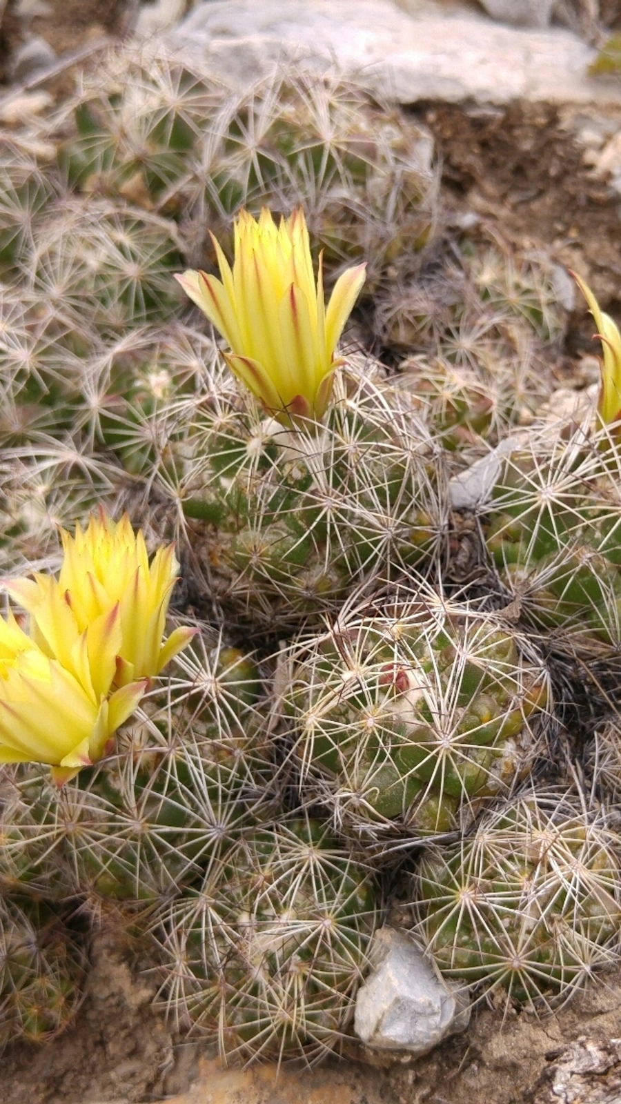 Coryphantha neglecta