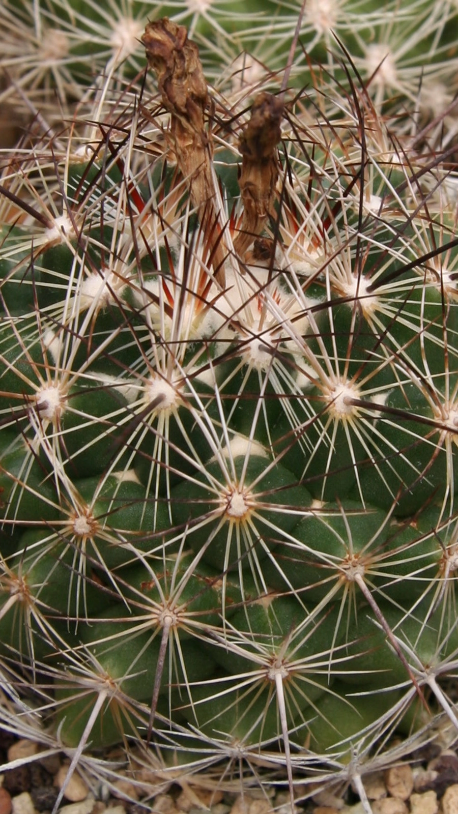 Coryphantha nickelsiae