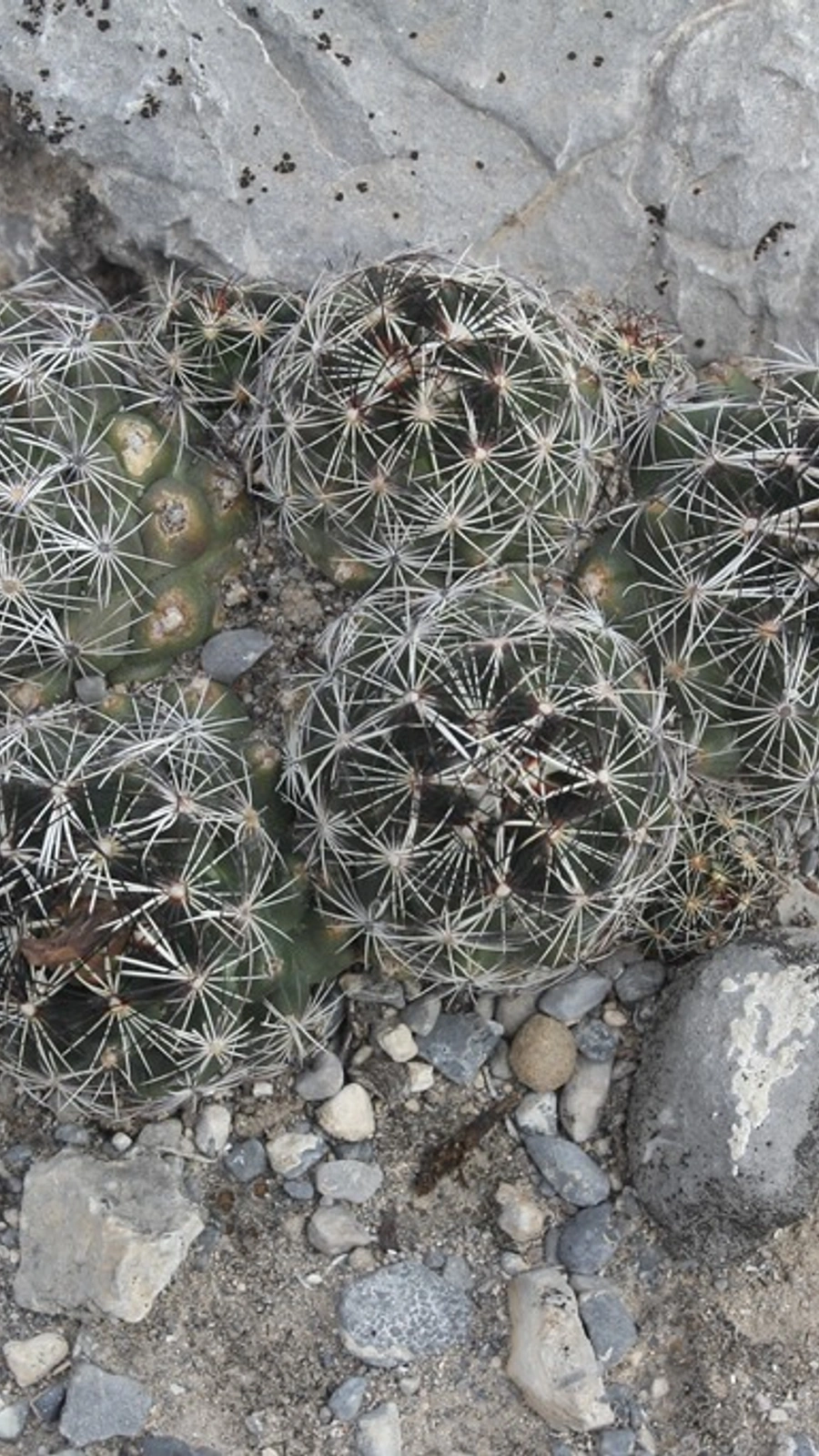 Coryphantha nickelsiae