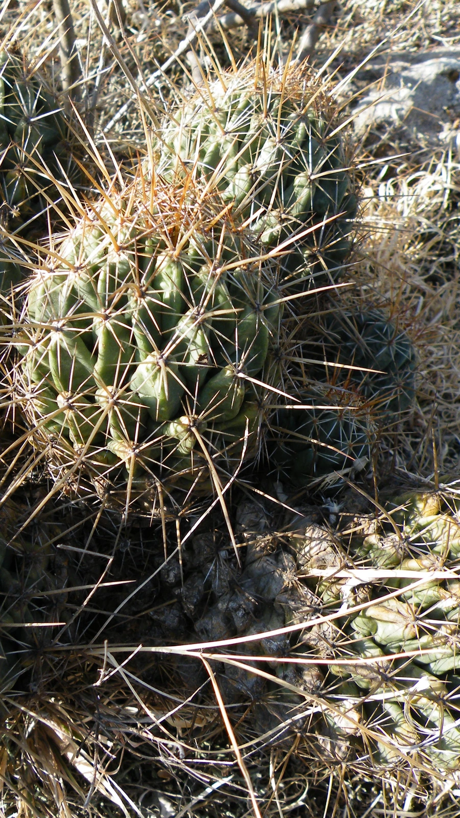 Coryphantha octacantha