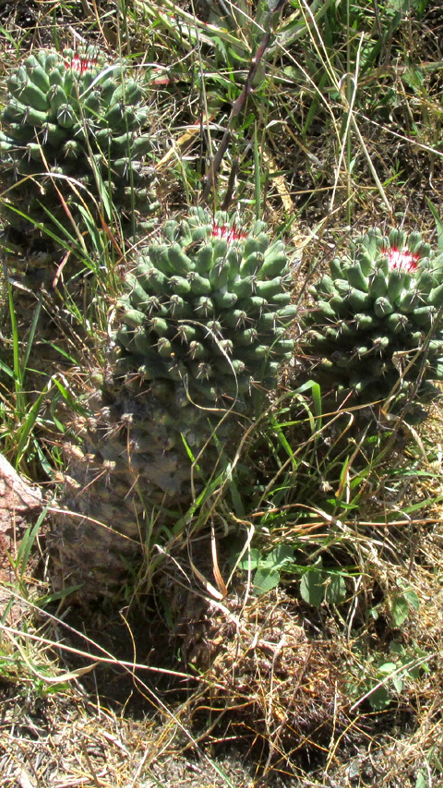 Coryphantha octacantha